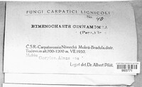 Hymenochaete cinnamomea image